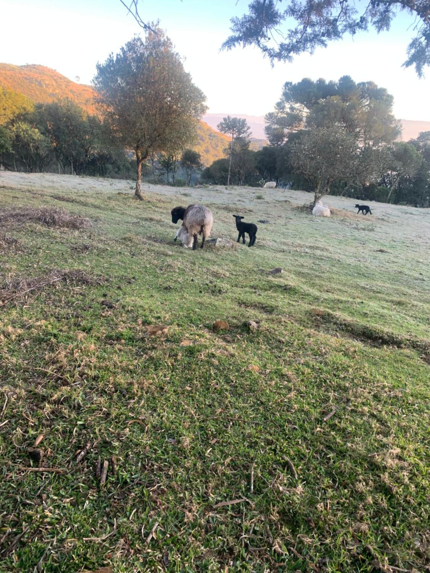 Pousada Fazenda Paim Sao Jose dos Ausentes Bagian luar foto